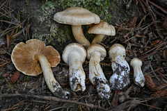 Phlegmacium patrickense