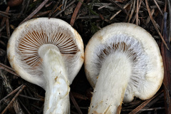 Phlegmacium patrickense