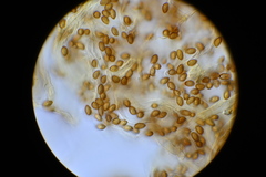 Phlegmacium patrickense