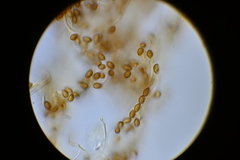 Phlegmacium patrickense