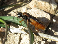 Monostegia abdominalis
