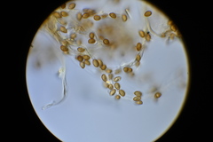 Phlegmacium patrickense