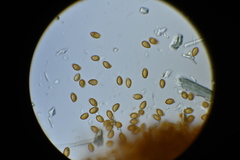 Phlegmacium patrickense