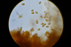 Phlegmacium patrickense