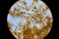 Phlegmacium patrickense