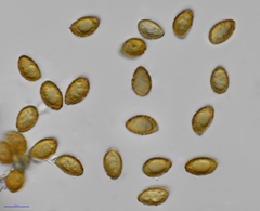 Phlegmacium patrickense