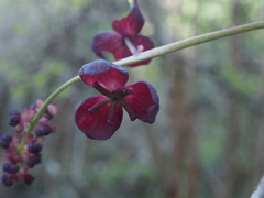 Akebia trifoliata