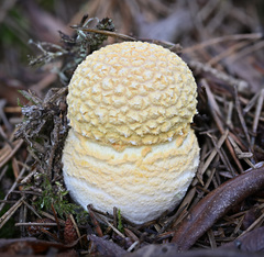 Amanita muscaria flavivolvata
