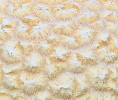 Amanita muscaria flavivolvata