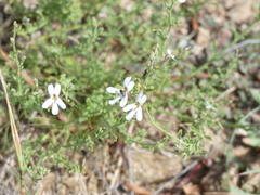 Chascanum hederaceum