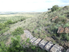 Grewia occidentalis occidentalis