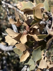 Andricus reticulatus