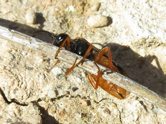 Monostegia abdominalis