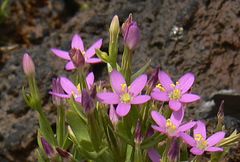 Centaurium tenuiflorum image