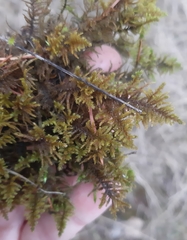 Bryophyta