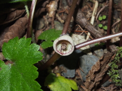 Asarum caulescens