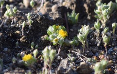 Eriophyllum pringlei