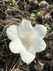 Zephyranthes americana