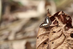 Metamorpha elissa