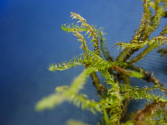 Hygrohypnum luridum