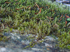 Hygrohypnum luridum