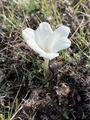 Zephyranthes americana
