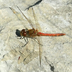 Sympetrum meridionale