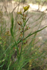 Genista micrantha