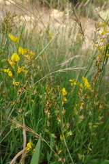 Genista micrantha