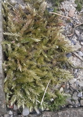 Bryophyta