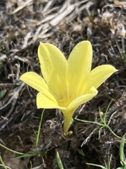 Zephyranthes americana