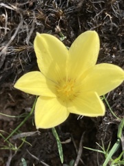 Zephyranthes americana