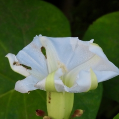Ipomoea ampullacea