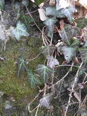 Hedera helix