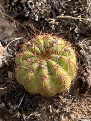 Parodia ottonis