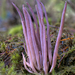 Alloclavaria purpurea - Photo (c) Alan Rockefeller, algunos derechos reservados (CC BY), uploaded by Alan Rockefeller
