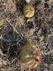 Parodia ottonis