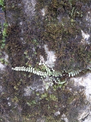 Asplenium trichomanes
