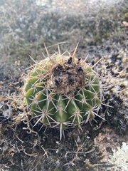 Parodia