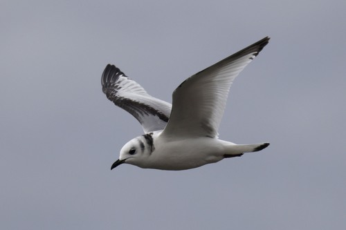 Mouette tridactyle