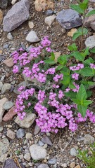 Verbena gynobasis