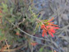 Castilleja applegatei pinetorum