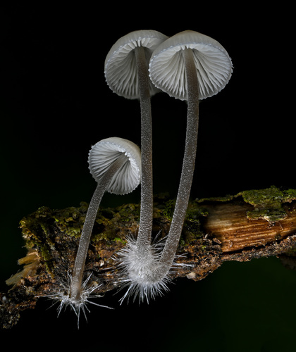 Iodine Bonnet (Mycena filopes) · iNaturalist