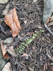 Asplenium trichomanes