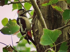 Dendrocopos syriacus