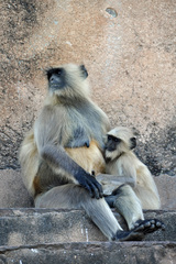 Semnopithecus entellus