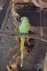 Psittacula krameri