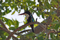 Halcyon smyrnensis