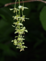 Acer carpinifolium