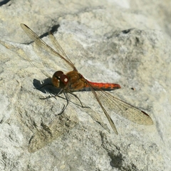 Sympetrum meridionale